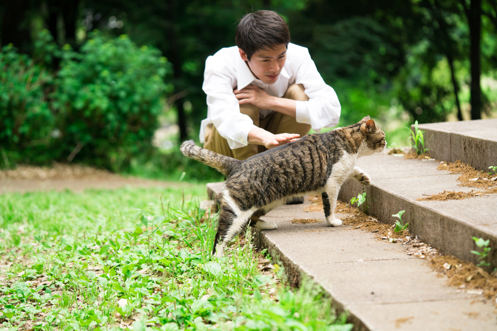 猫好きの男性が出会いたいと思った時の婚活の仕方について