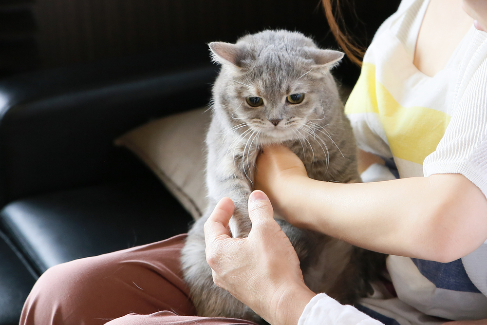 猫好きの男性が出会いたいと思った時の婚活の仕方について